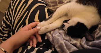 alizée pet sitter à ESCALQUENS 31750_0