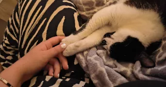 alizée pet sitter à ESCALQUENS 31750