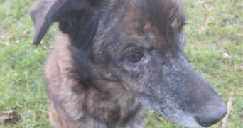 adeline pet sitter à HIREL 35120_1