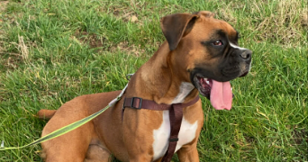 estelle pet sitter à CHESSY 69380_1