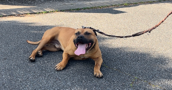 alexandre pet sitter à SARAN 45770_4