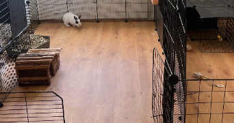 méline pet sitter à TAVERNY 95150_1
