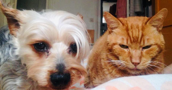 emma pet sitter à RENNES 35700_7