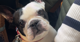 rose pet sitter à ROUEN 76000_6