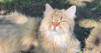 jade pet sitter à PUJOLS SUR CIRON 33210_1