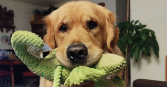 manon pet sitter à MONTPELLIER 34080_8