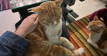 mathilde pet sitter à PONTOISE 95300_2