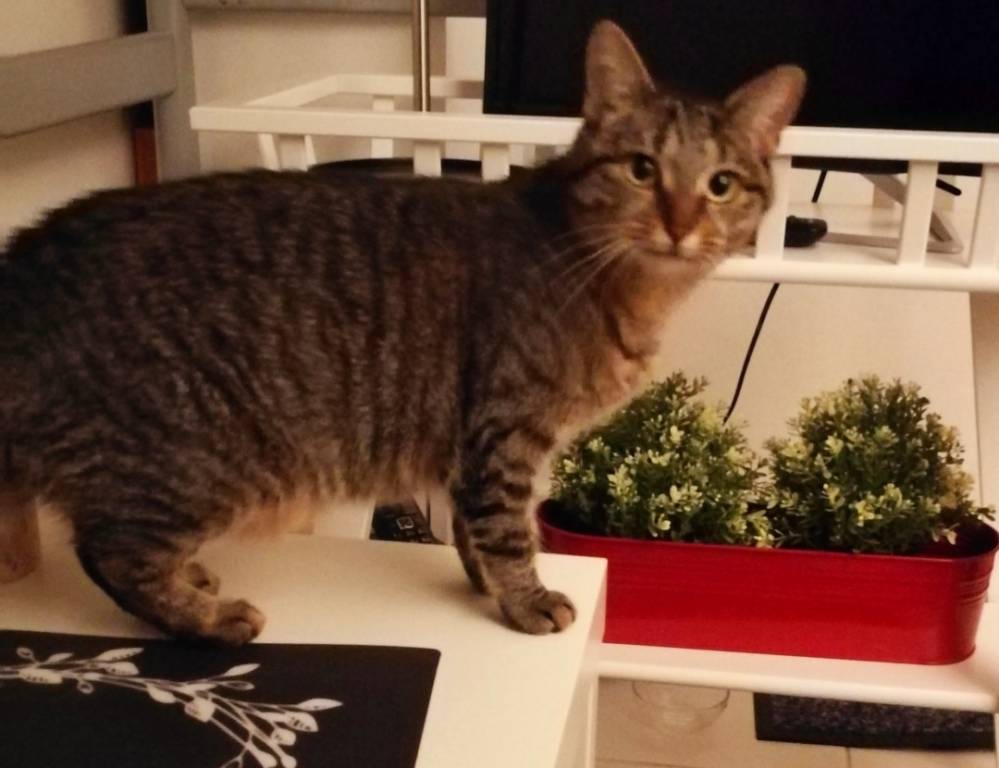 Elise pet sitter à Chatou 78400_6