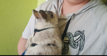 aria pet sitter à TOUL 54200_0