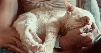 manon pet sitter à CHARLIEU 42190_2
