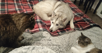 noémie pet sitter à BELLE ISLE EN TERRE 22810_0