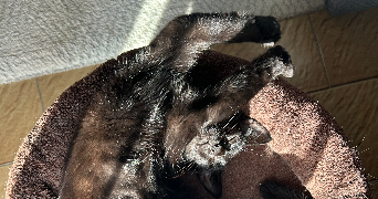 jeanne pet sitter à ROMANS SUR ISERE 26100_1