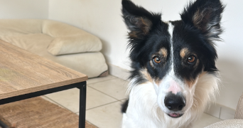 emeraude pet sitter à LA ROCHELLE 17000_4