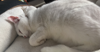 mathilde pet sitter à ST MARTIN DES TILLEULS 85130_3