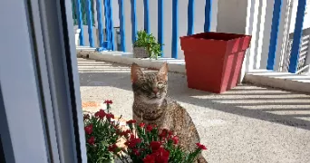 julia pet sitter à TARNOS 40220