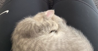 célia pet sitter à MONTPELLIER 34090_3