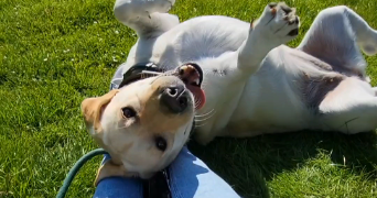 Charlotte pet sitter à Nantes 44300_7