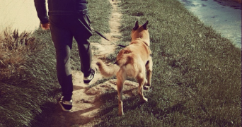david pet sitter à OULLINS 69600_4