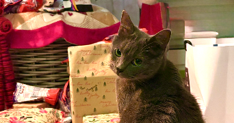 anne-claire pet sitter à FRANCHEVILLE 69340_0