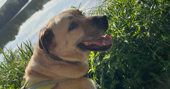 alexandra pet sitter à Freteval 41160_4