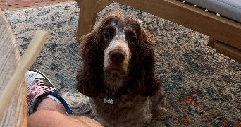 camille dog sitter à PARIS 07 75007_3