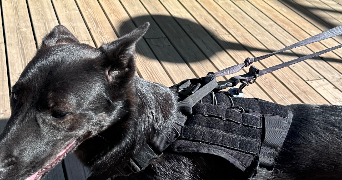deborah pet sitter à LE TEIL 07400_1