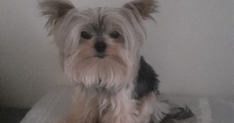 marina pet sitter à PARIS 17 75017_9