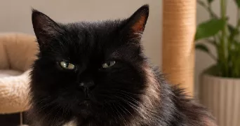 laurent pet sitter à CARCASSONNE 11000