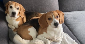 marie-elodie pet sitter à MONTPEYROUX 63114_1