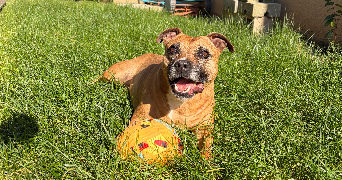 laurelenne pet sitter à ST ANDRE DE SANGONIS 34725_1