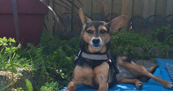 laura dog sitter à AGNEAUX 50180_6