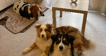 alysson pet sitter à GIF SUR YVETTE 91190_0