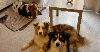 alysson pet sitter à GIF SUR YVETTE 91190