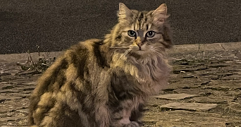 lisa pet sitter à PARIS 09 75009_7