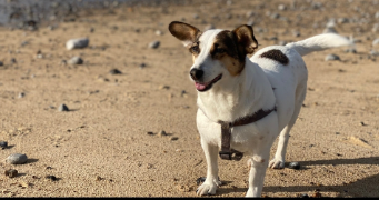 katarzyna dog sitter à NANCY 54000_2