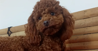 camille dog sitter à MARSEILLE 06 13006_0