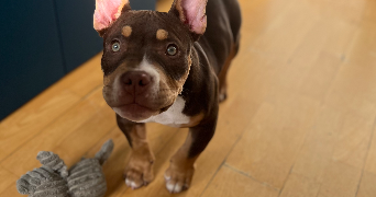 noa pet sitter à PARIS 15 75015_1