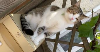 manon pet sitter à COMBS LA VILLE 77380_3