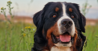 iliana pet sitter à AUCAMVILLE 82600_3