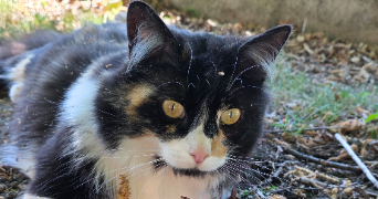 lilian pet sitter à ST SEBASTIEN SUR LOIRE 44230_3