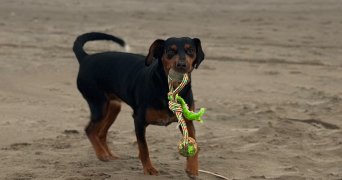 nina pet sitter à ST BREVIN LES PINS 44250_4