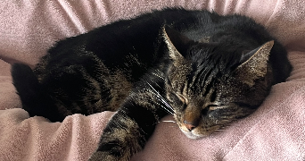 julie pet sitter à HAGUENAU 67500_1
