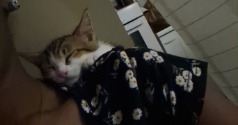 fina pet sitter à VILLENEUVE SUR LOT 47300_9