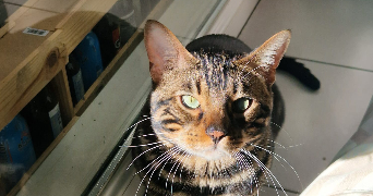 lana pet sitter à GIERES 38610_2
