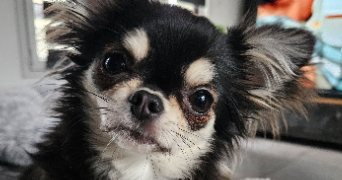 malaquin émilie  pet sitter à LABOURSE 62113_1