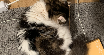 typhaine pet sitter à LANDIVISIAU 29400_2