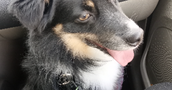 irfan pet sitter à EPINAY SUR ORGE 91360_4