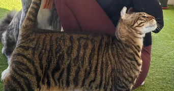 apolline pet sitter à OSTWALD 67540_1