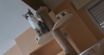 laura pet sitter à FAMECK 57290_7
