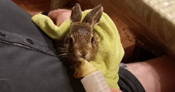 catherine pet sitter à NEUVILLETTE EN CHARNIE 72140_2